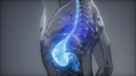 Human-Stomach-Radiology-Exam